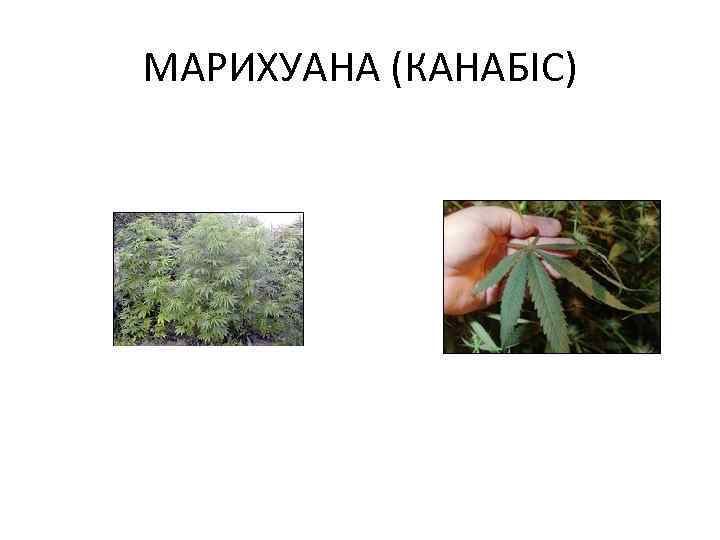 МАРИХУАНА (КАНАБІС) 