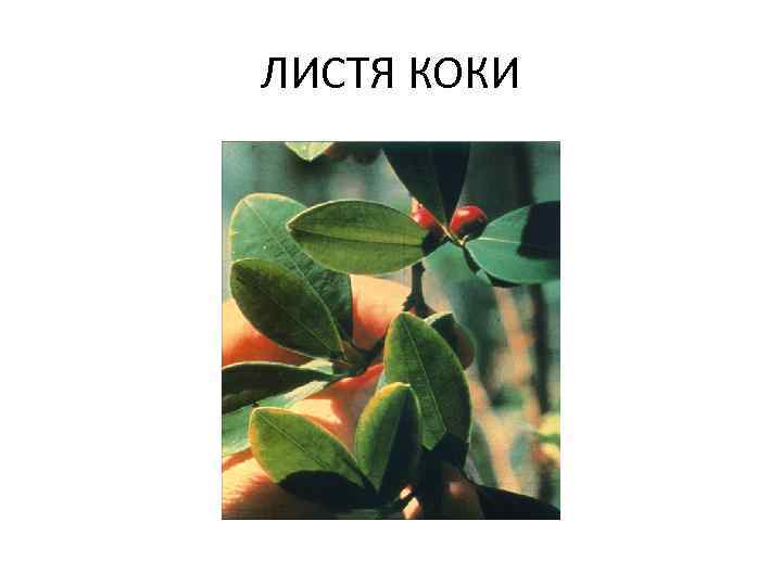 ЛИСТЯ КОКИ 
