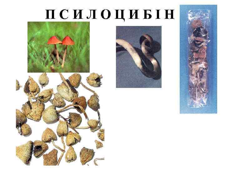 ПСИЛОЦИБІН 