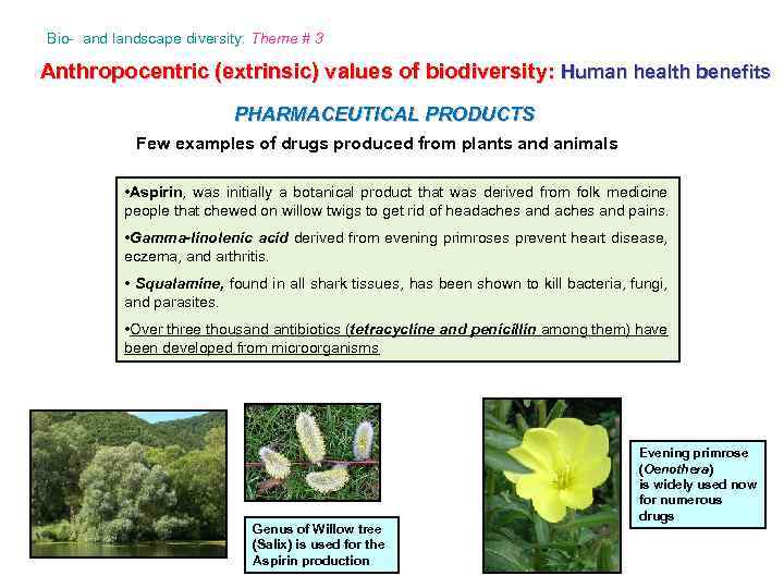 Bio- and landscape diversity: Theme # 3 Anthropocentric (extrinsic) values of biodiversity: Human health