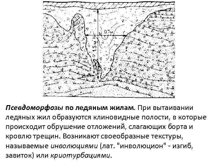 Псевдоморфозы по ледяным жилам. При вытаивании ледяных жил образуются клиновидные полости, в которые происходит