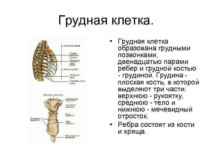 Грудную клетку образуют