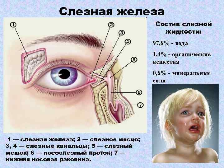 Слезная железа Состав слезной жидкости: 97, 8% - вода 1, 4% - органические вещества