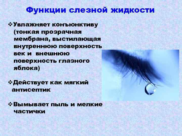 Функции слезной жидкости v. Увлажняет конъюнктиву (тонкая прозрачная мембрана, выстилающая внутреннюю поверхность век и