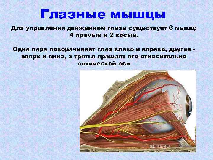 Глазные мышцы Для управления движением глаза существует 6 мышц: 4 прямые и 2 косые.