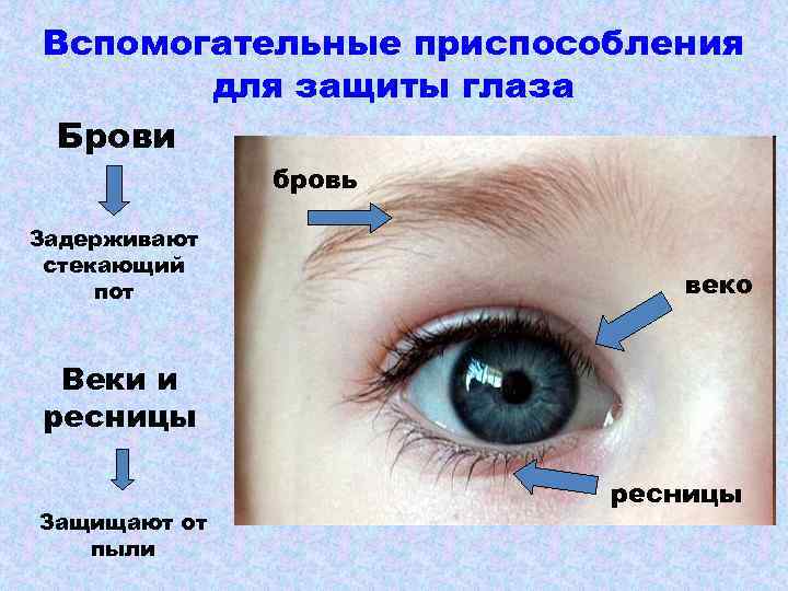 Вспомогательные приспособления для защиты глаза Брови бровь Задерживают стекающий пот веко Веки и ресницы