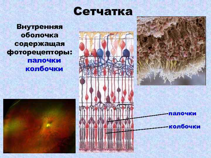 Сетчатка родопсин палочка. Палочки и колбочки сетчатки. Фоторецепторы сетчатки глаза колбочки. Палочки и колбочки сетчатки строение. Сетчатка анатомия фоторецепторы клетки.