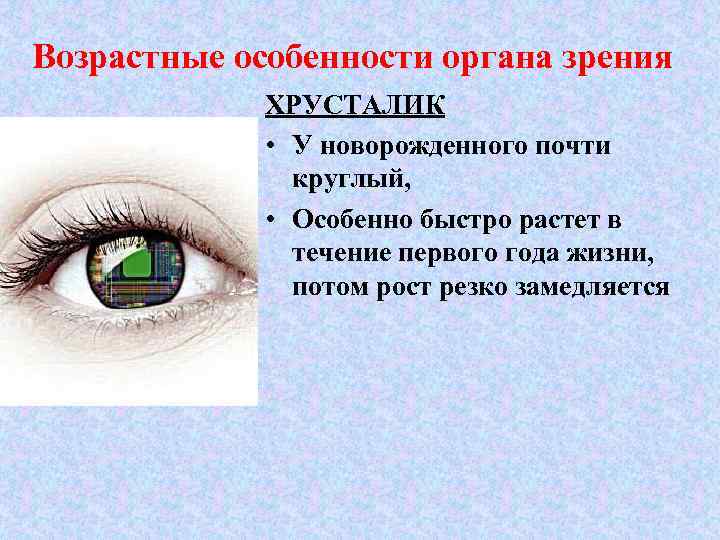 Возрастные особенности органа зрения ХРУСТАЛИК • У новорожденного почти круглый, • Особенно быстро растет