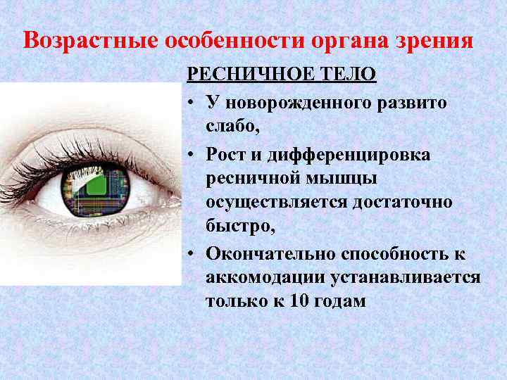 Возрастные особенности органа зрения РЕСНИЧНОЕ ТЕЛО • У новорожденного развито слабо, • Рост и