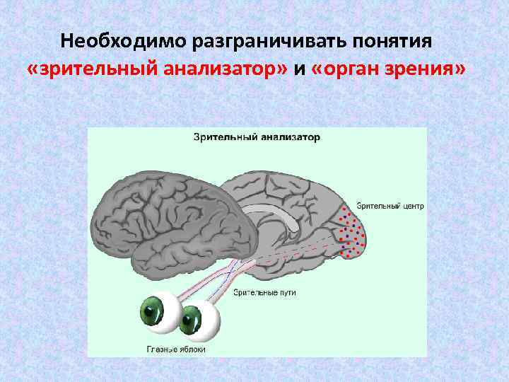 Необходимо разграничивать понятия «зрительный анализатор» и «орган зрения» 