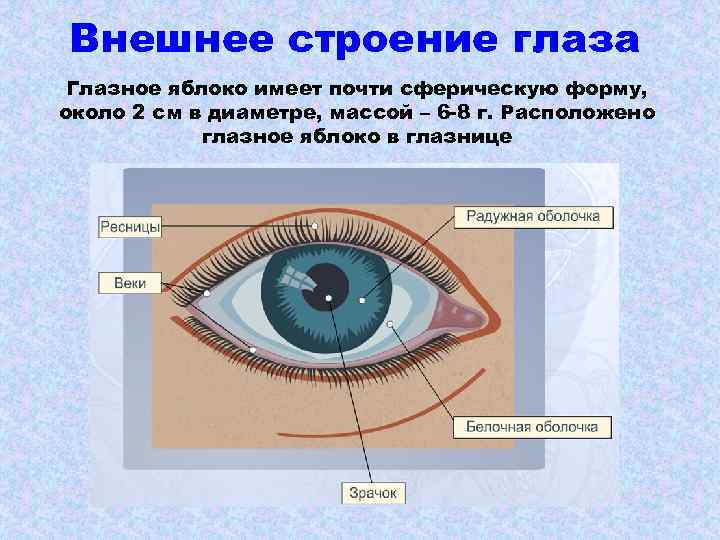 Внешнее строение глаза Глазное яблоко имеет почти сферическую форму, около 2 см в диаметре,