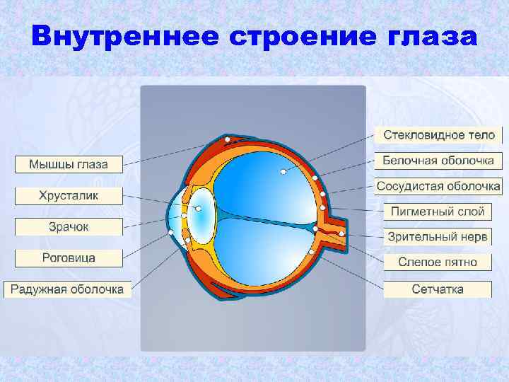 Внутреннее строение глаза 