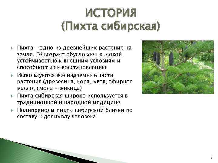 ИСТОРИЯ (Пихта сибирская) Пихта – одно из древнейших растение на земле. Её возраст обусловлен