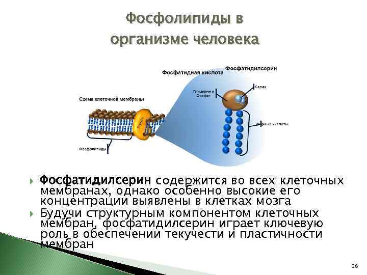 Фосфолипиды в организме человека Фосфатидилсерин содержится во всех клеточных мембранах, однако особенно высокие его