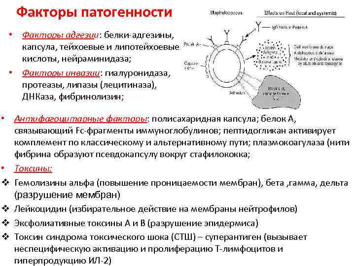 Факторы патогенности • Факторы адгезии: белки-адгезины, капсула, тейхоевые и липотейхоевые кислоты, нейраминидаза; • Факторы