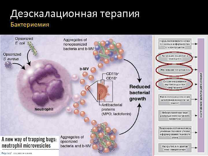 Деэскалационная терапия Бактериемия 