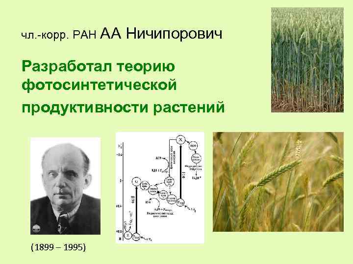 чл. -корр. РАН АА Ничипорович Разработал теорию фотосинтетической продуктивности растений (1899 – 1995) 