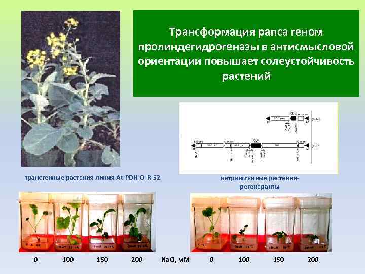 Трансформация рапса геном пролиндегидрогеназы в антисмысловой ориентации повышает солеустойчивость растений трансгенные растения линия At-PDH-O-R-52