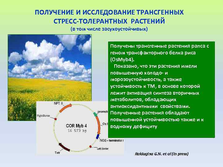 ПОЛУЧЕНИЕ И ИССЛЕДОВАНИЕ ТРАНСГЕННЫХ СТРЕСС-ТОЛЕРАНТНЫХ РАСТЕНИЙ (в том числе засухоустойчивых) Получены трансгенные растения рапса