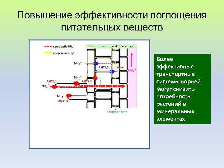 Повышение эффективности поглощения питательных веществ Более эффективные транспортные системы корней могут снизить потребность растений