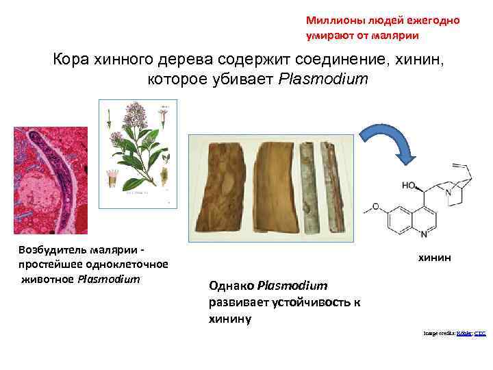 Миллионы людей ежегодно умирают от малярии Кора хинного дерева содержит соединение, хинин, которое убивает