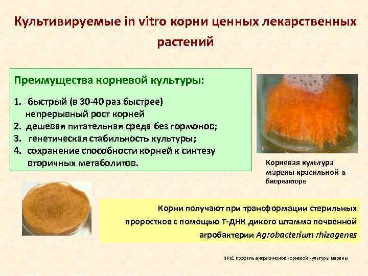 Культивируемые in vitro корни ценных лекарственных растений Преимущества корневой культуры: 1. быстрый (в 30