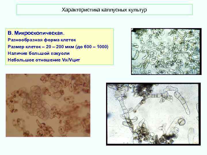 Характеристика каллусных культур В. Микроскопическая. Разнообразная форма клеток Размер клеток – 200 мкм (до