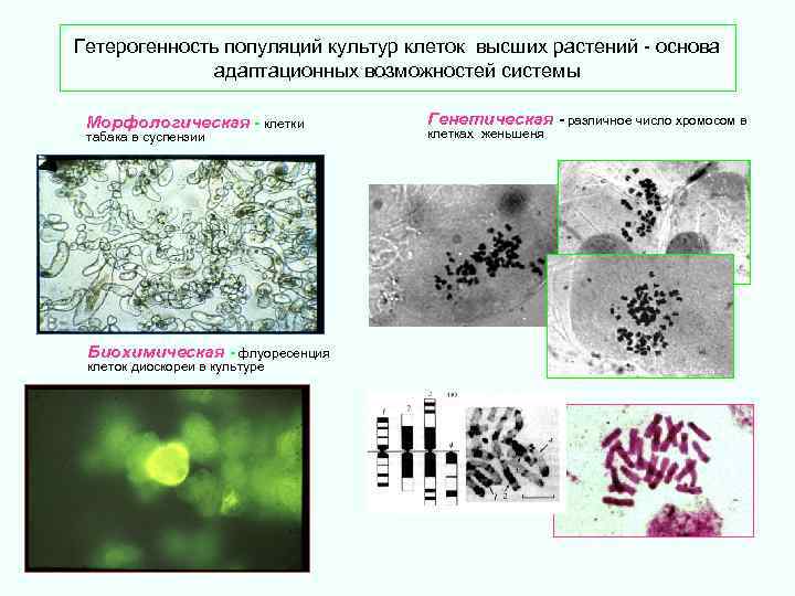 Гетерогенность популяций культур клеток высших растений - основа адаптационных возможностей системы Морфологическая - клетки