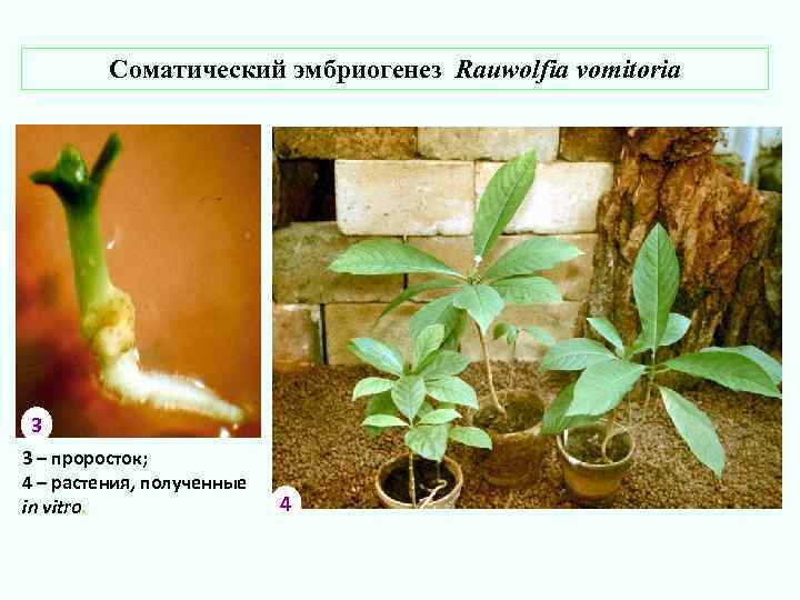 Соматический эмбриогенез Rauwolfia vomitoria 3 3 – проросток; 4 – растения, полученные in vitro.