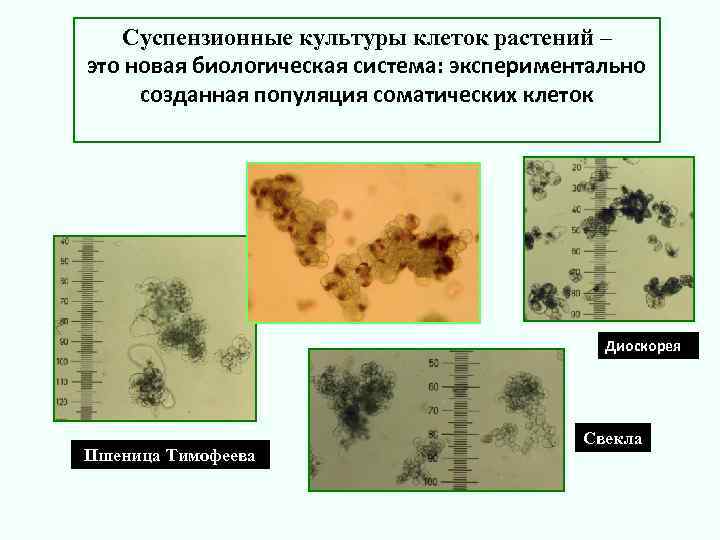 Суспензионные культуры клеток растений – это новая биологическая система: экспериментально созданная популяция соматических клеток