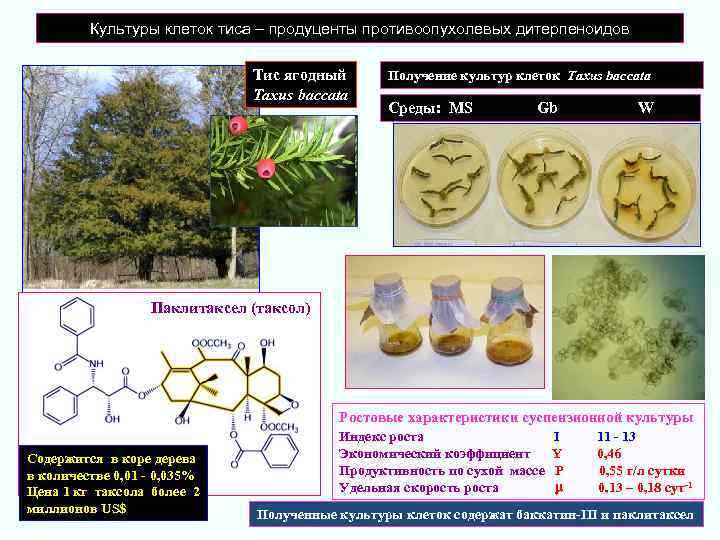 Культуры клеток тиса – продуценты противоопухолевых дитерпеноидов Тис ягодный Taxus baccata Получение культур клеток