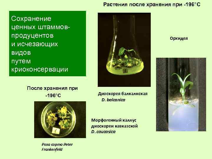 Растения после хранения при -196°С Сохранение ценных штаммовпродуцентов и исчезающих видов путем криоконсервации После