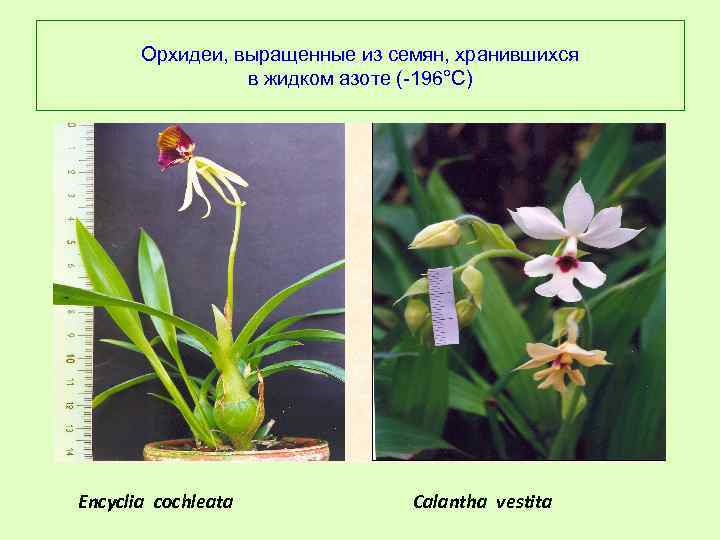 Орхидеи, выращенные из семян, хранившихся в жидком азоте (-196°С) Encyclia cochleata Calantha vestita 