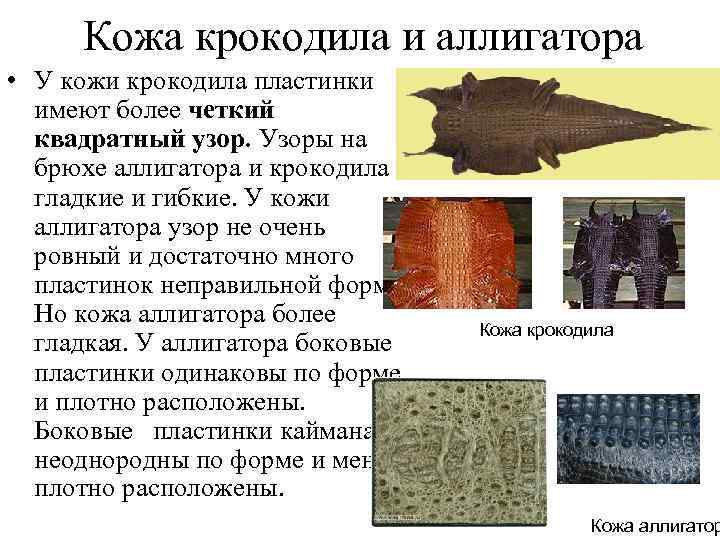 Кожа крокодила и аллигатора • У кожи крокодила пластинки имеют более четкий квадратный узор.