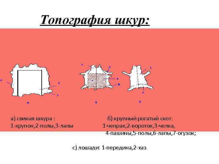 Топография шкур: а) свиная шкура : б) крупный рогатый скот: 1 -крупон, 2 -полы,