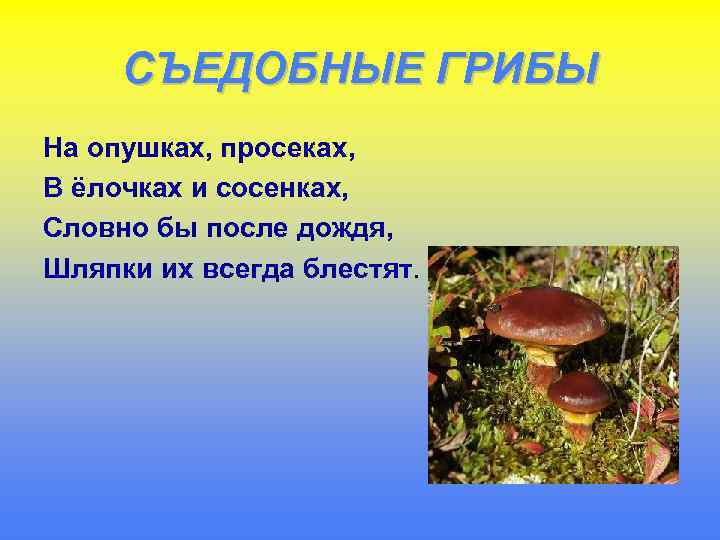 СЪЕДОБНЫЕ ГРИБЫ На опушках, просеках, В ёлочках и сосенках, Словно бы после дождя, Шляпки