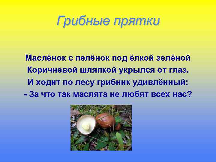 Грибные прятки Маслёнок с пелёнок под ёлкой зелёной Коричневой шляпкой укрылся от глаз. И