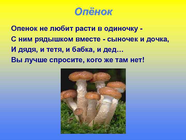Опёнок Опенок не любит расти в одиночку С ним рядышком вместе - сыночек и