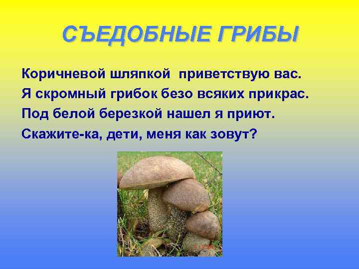 СЪЕДОБНЫЕ ГРИБЫ Коричневой шляпкой приветствую вас. Я скромный грибок безо всяких прикрас. Под белой