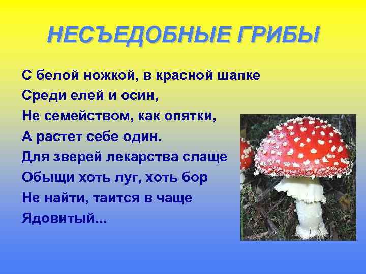 НЕСЪЕДОБНЫЕ ГРИБЫ С белой ножкой, в красной шапке Среди елей и осин, Не семейством,