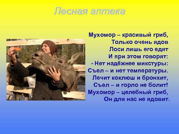 Лесная аптека Мухомор – красивый гриб, Только очень ядов Лоси лишь его едят И
