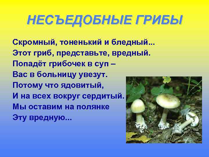 НЕСЪЕДОБНЫЕ ГРИБЫ Скромный, тоненький и бледный. . . Этот гриб, представьте, вредный. Попадёт грибочек