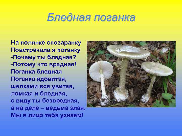 Бледная поганка На полянке спозаранку Повстречала я поганку -Почему ты бледная? -Потому что вредная!