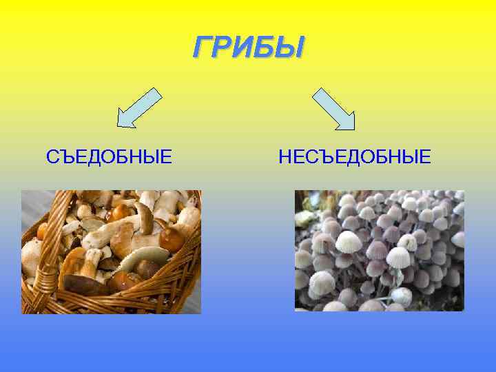 ГРИБЫ СЪЕДОБНЫЕ НЕСЪЕДОБНЫЕ 