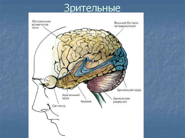 Зрительные 