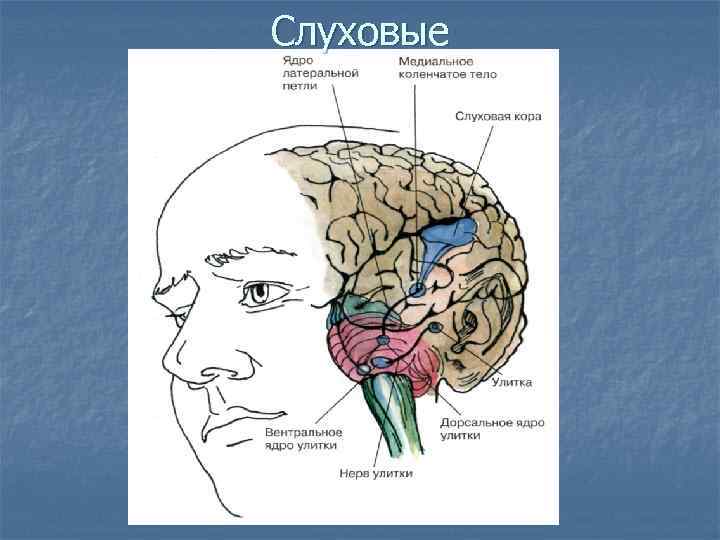 Слуховые ощущения. Слух (ощущение). Виды слуховых ощущений. Слуховые ощущения в психологии.