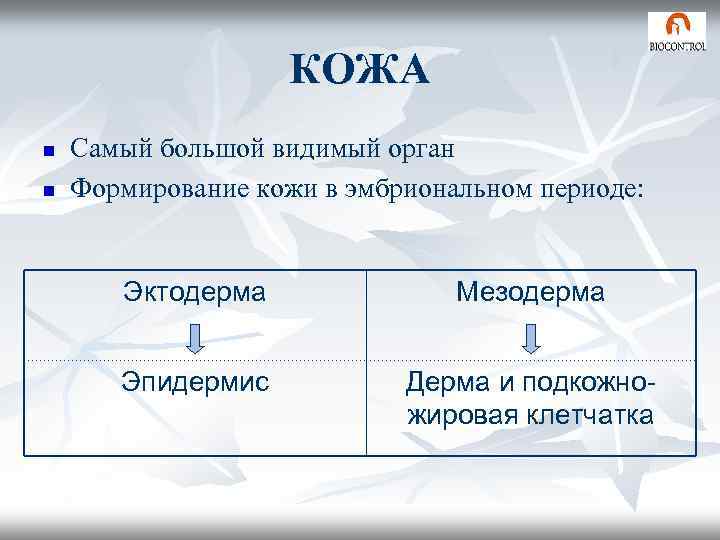 КОЖА n n Самый большой видимый орган Формирование кожи в эмбриональном периоде: Эктодерма Мезодерма