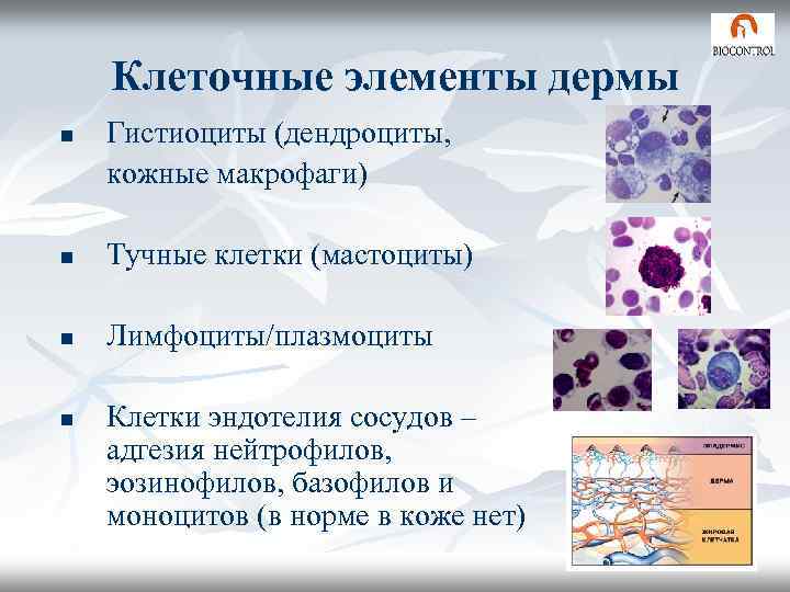 Клеточные элементы дермы n Гистиоциты (дендроциты, кожные макрофаги) n Тучные клетки (мастоциты) n Лимфоциты/плазмоциты