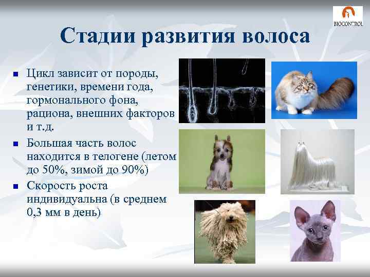 Стадии развития волоса n n n Цикл зависит от породы, генетики, времени года, гормонального