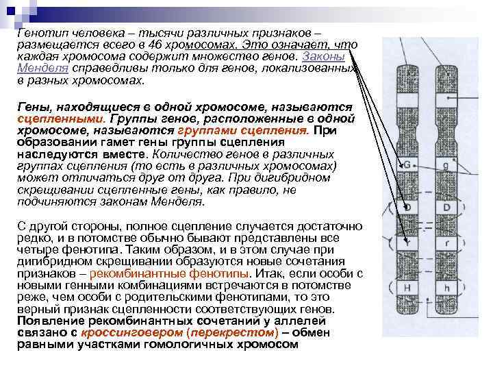 Генотип и здоровье человека презентация 9 класс